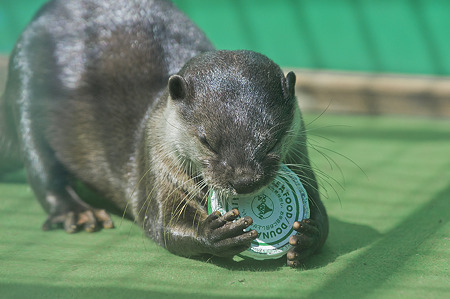 tokyowildlife110924113