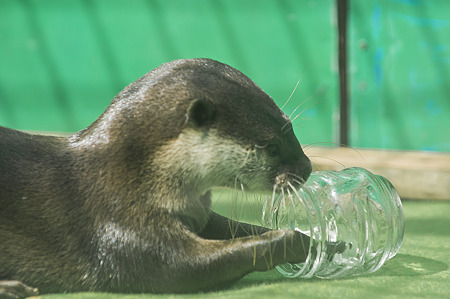 tokyowildlife110924144