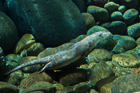 zoorasia120415001