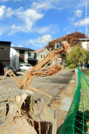 コカマキリ