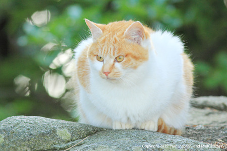 yamanao999_cats_086