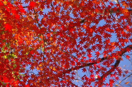 裏山の紅葉