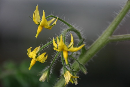 トマトの花