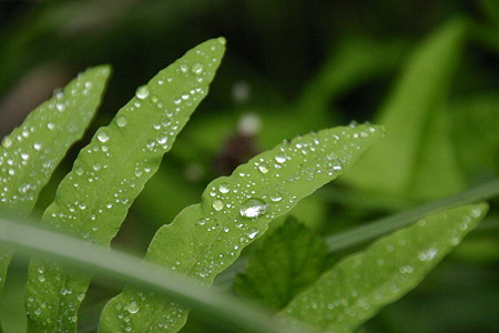 雨上がり…