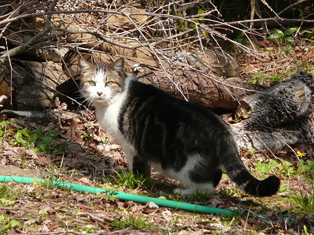 白尾山公園で遭遇した猫