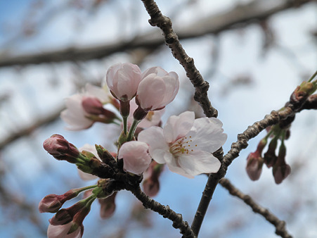 開花桜 (3)