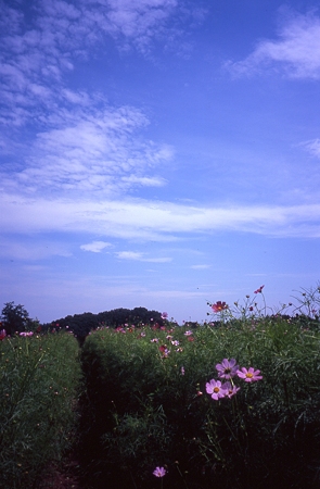 201109-03-013PZ