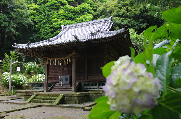 Photos: 白山神社と紫陽花