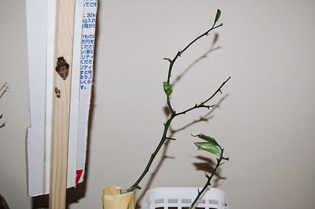 2011年09月25日_DSC_1272