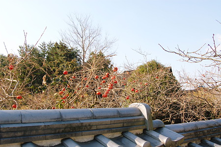 2012年01月09日_DSC_0479