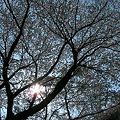 相模川の大島付近の桜2009-1