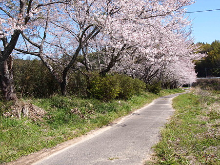 2012 桜 延岡