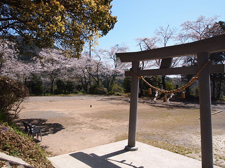 2012 桜