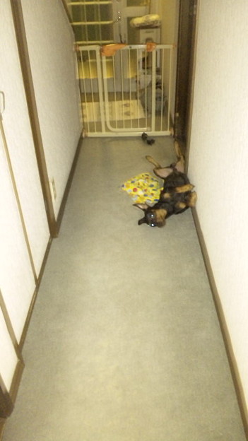廊下に出たら犬が死んだふり 写真共有サイト フォト蔵