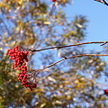 IMG_3436_秋晴れ_11-11-03_0001