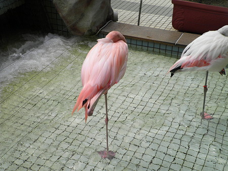ふらみんご
