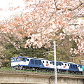 Photos: 山男と桜