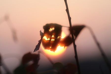 病葉と夕陽