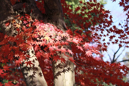 西山公園：紅葉の映り絵