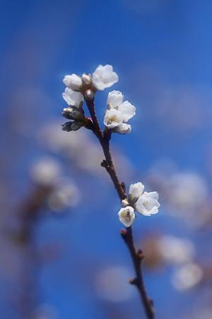 四季桜は小振りに～～