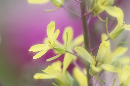 花キャベツの菜の花