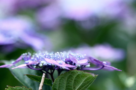 紫陽花