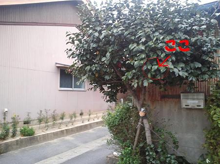 ハトさんの巣