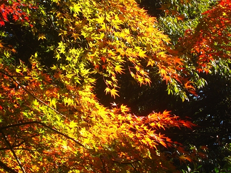 2010年一番の出来 「紅葉」