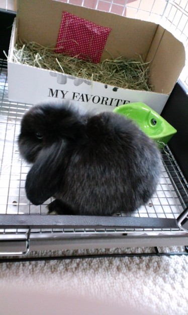 うさぎ飼ったぜイェアアアア 写真共有サイト フォト蔵