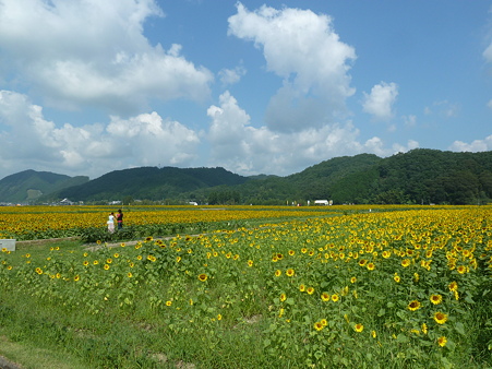 佐用ひまわり2011 006