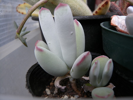 Cotyledon orbiculata
