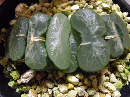 truncata var. congesta