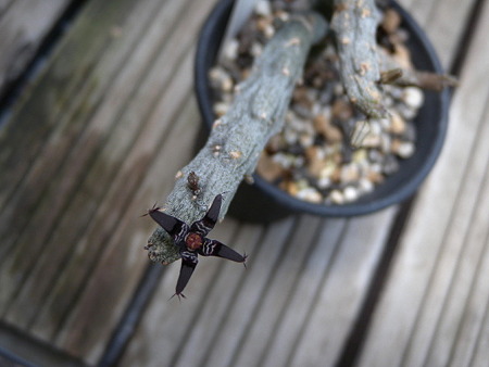 Rhytidocaulon macrolobum