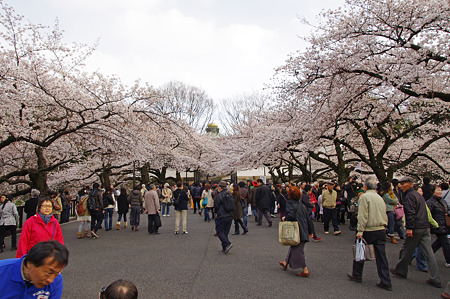 田安門からタマネギ