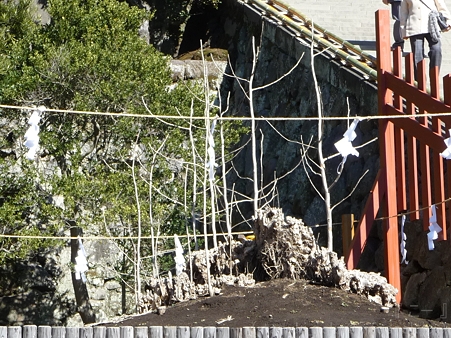 120209-八幡さま (7)