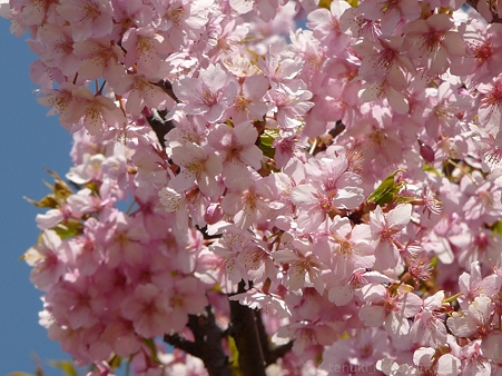 120329-松田山 河津桜 (143)