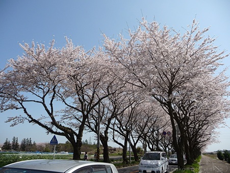 120412-海軍道路 (30)