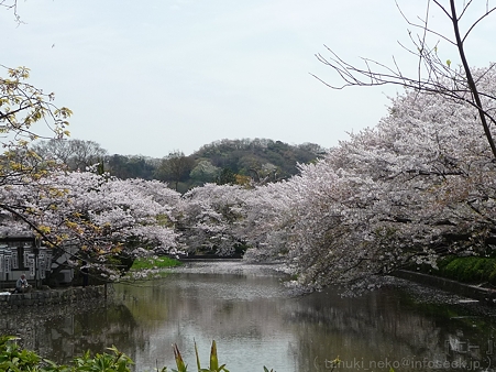 120413-八幡さま (42)