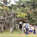 合浦公園・社会見学・三譽の松01-12.07.04