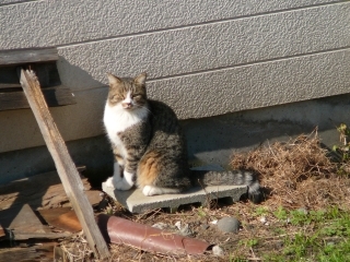 日向ぼっこ