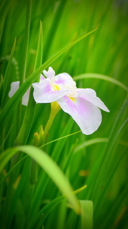 菖蒲園II