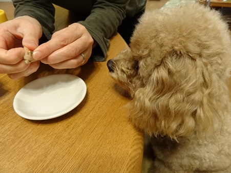 ちゃこ 退院す!