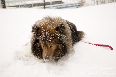 雪の中の愛犬 NEX-5 SEL30M35