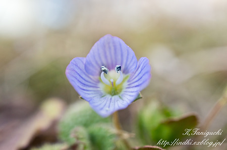 オオイヌノフグリ NEX-5SEL30M35