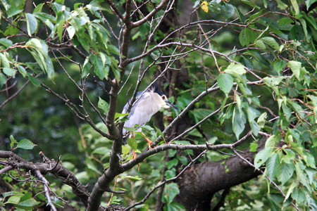 2012.07.14　和泉川　サクラにゴイサギ