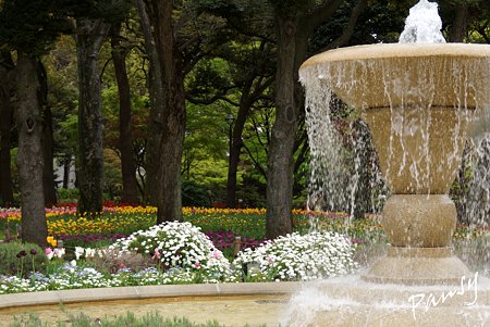 横浜公園のチューリップ 60