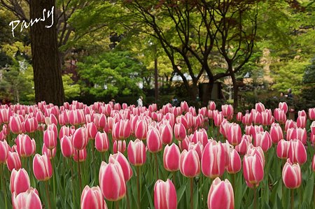 横浜公園のチューリップ 62