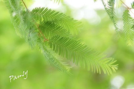 green..2