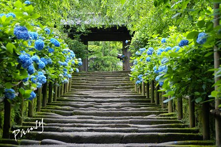 鎌倉石の参道・・明月院・・1