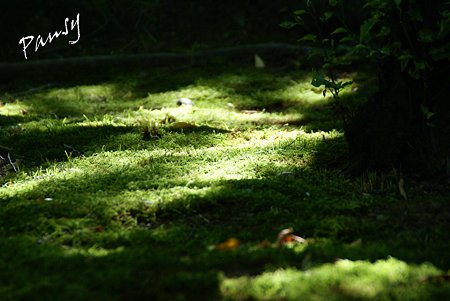 summer green..11